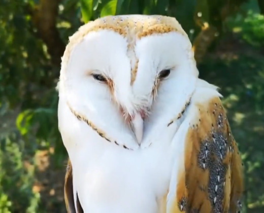 Bursa’da evin içine baykuş girdi!