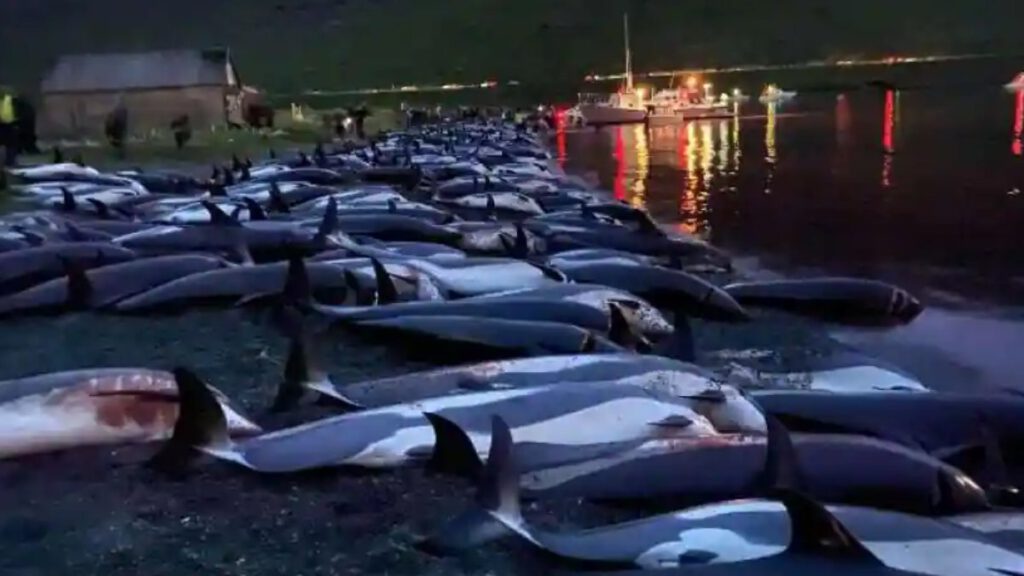 Danimarka’da yüzlerce yunus öldürüldü