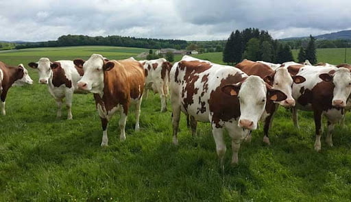 Küçükbaş Hayvancılık Festivali başlıyor