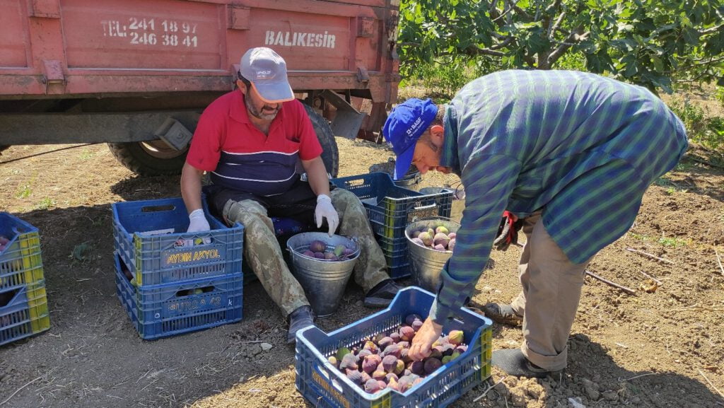 İncirin fiyatı düşünce, çiftçi isyan etti