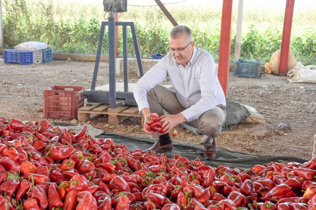 Karacabey’de kırmızı biber bereketi