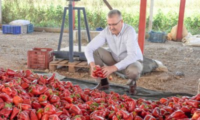 Karacabey’de kırmızı biber bereketi