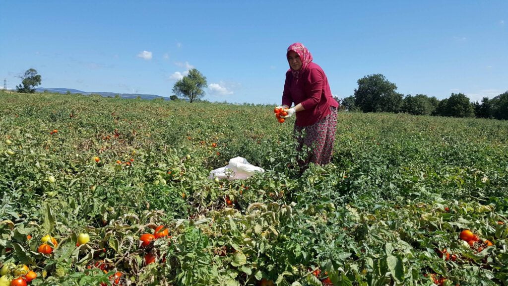 Karacabey’de salçalık domates bereketi