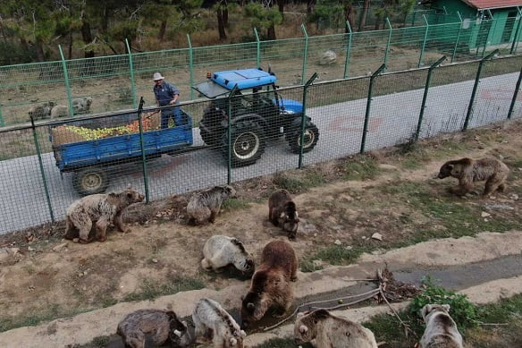 Kış için enerji depoluyorlar