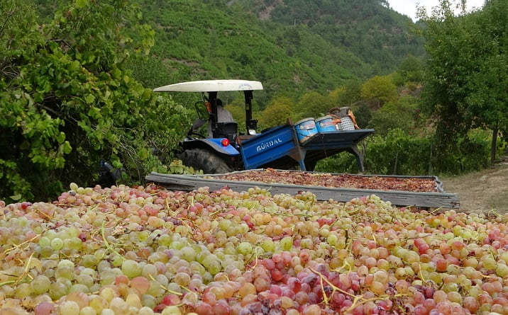 Üzümün pekmez yolculuğu