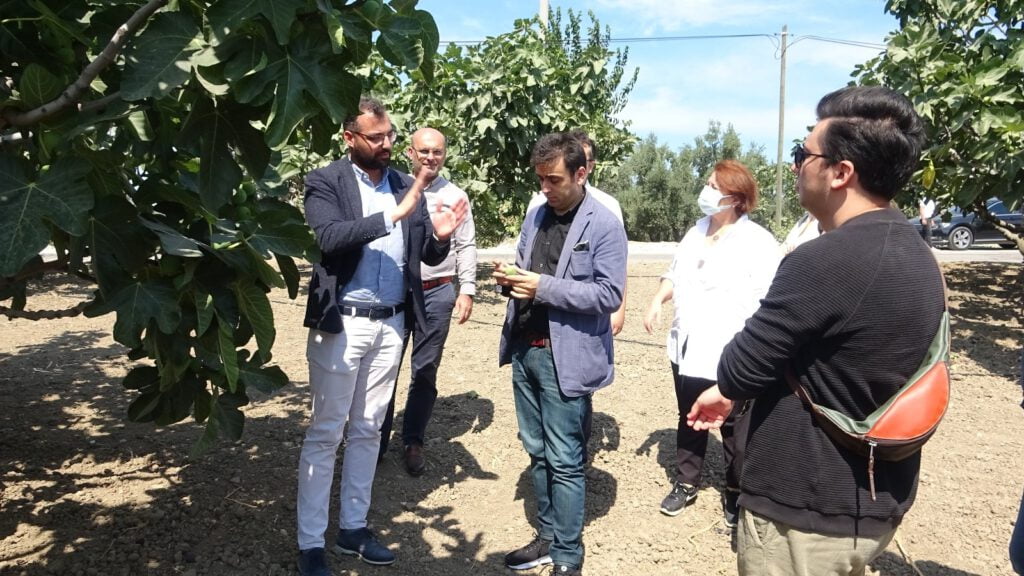 Siyah incir, ihracatın gözdesi