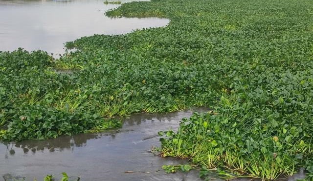 Su canavarları denizi istila etti