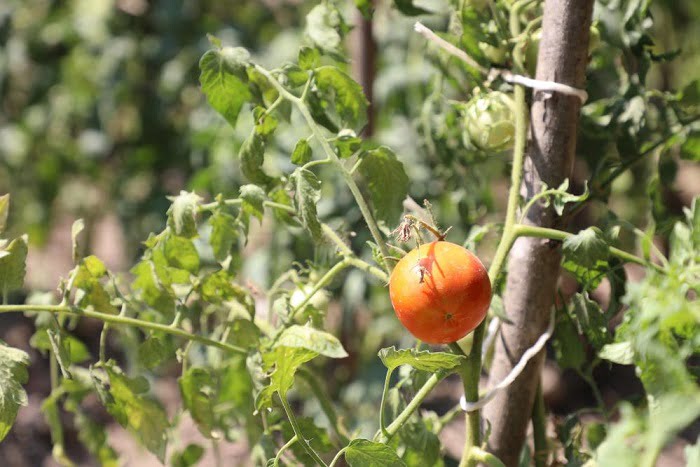Organik tarım meyvelerini verdi