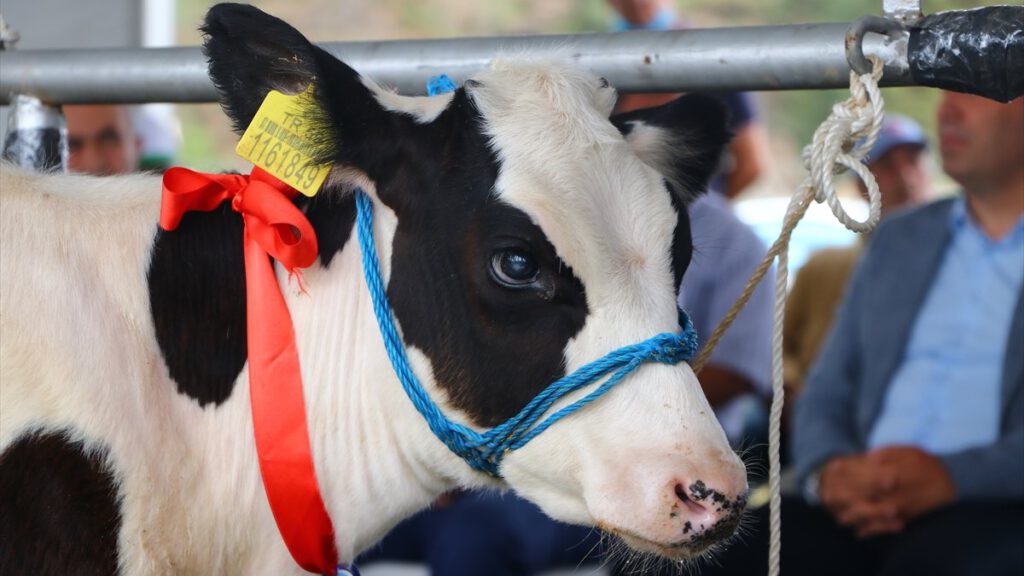 Tekirdağ’da ‘Buzağı Güzellik Yarışması’