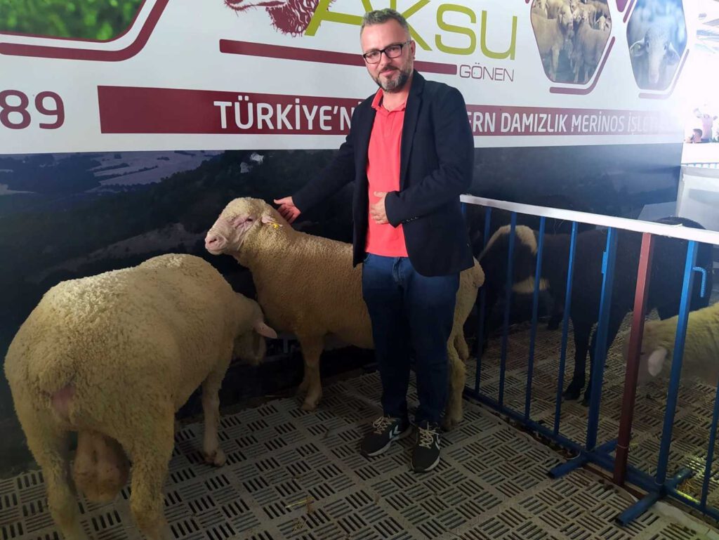 Türk Merinos koyununa yoğun ilgi