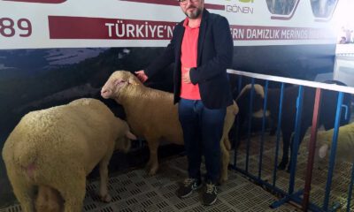 Türk Merinos koyununa yoğun ilgi