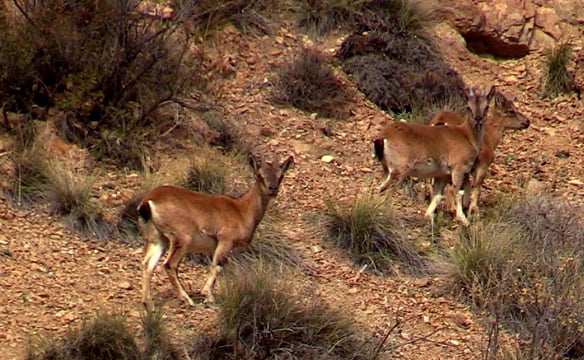 Yaban keçisi sürüsü görüntülendi