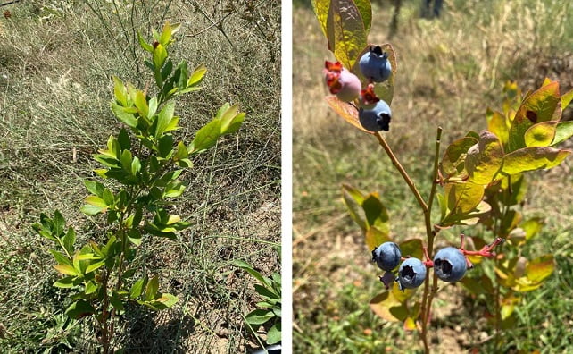 Üretimi 10 kat arttı…