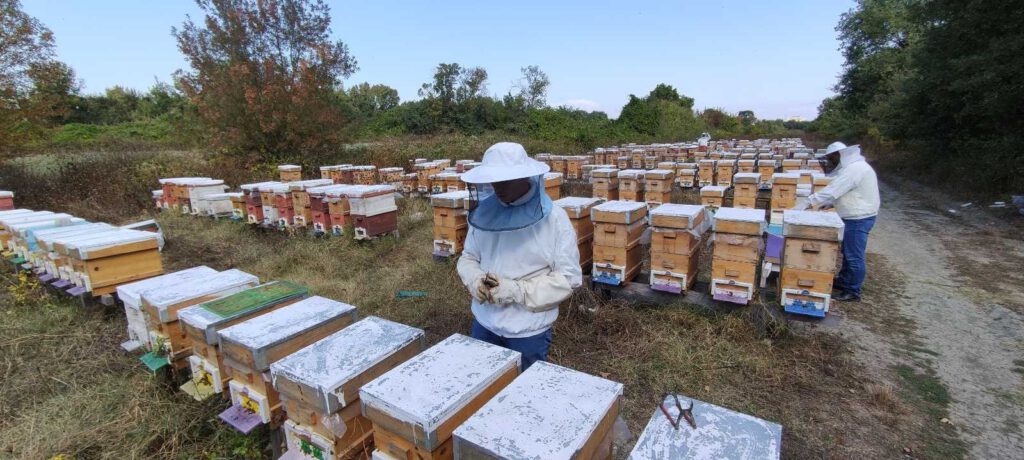 Arıcıların propolis mesaisi başladı