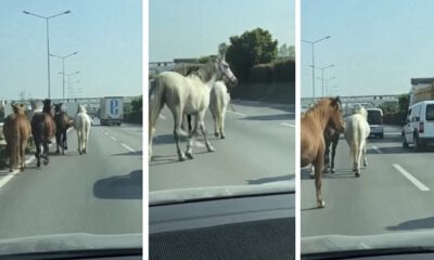 Başıboş atlar anayolda cirit atıyor