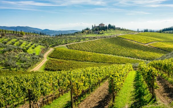 Muğla Ula’da 2.274 m² bağ icradan satılık