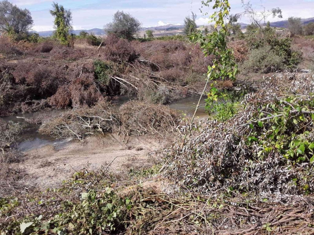 Baraj kapakları kapanınca balıklar telef oldu