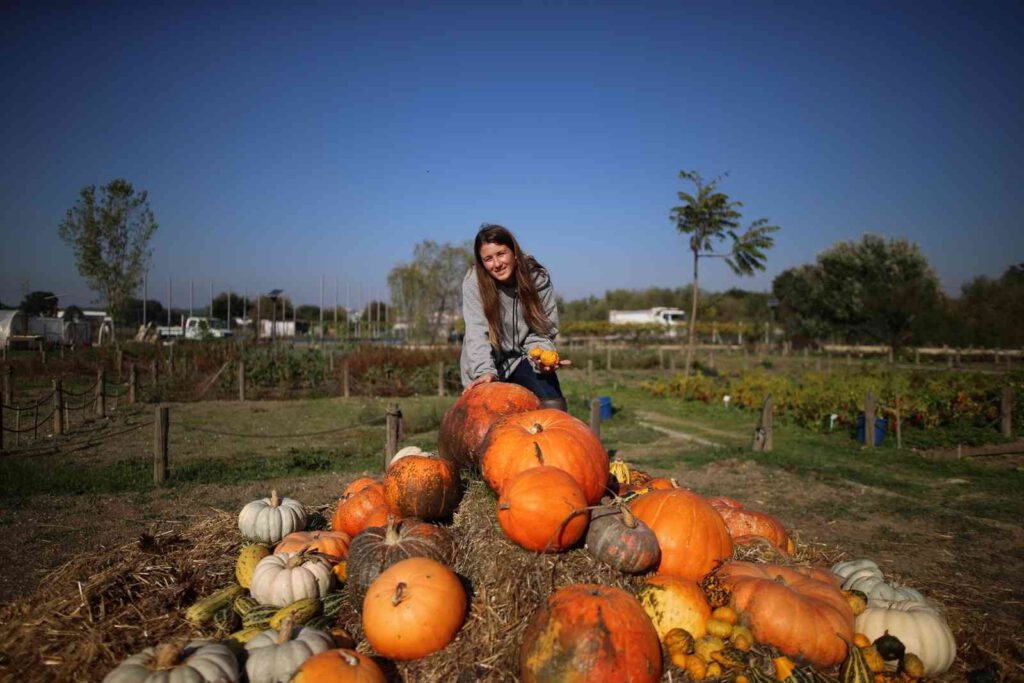 Bursa kabaklarının yaygınlaşması hedefleniyor