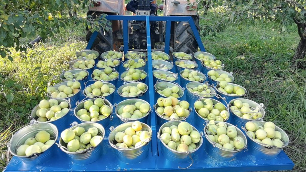 Bursa’da armutların 3 tanesi 1,5 kilo