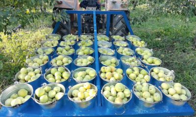 Bursa’da armutların 3 tanesi 1,5 kilo