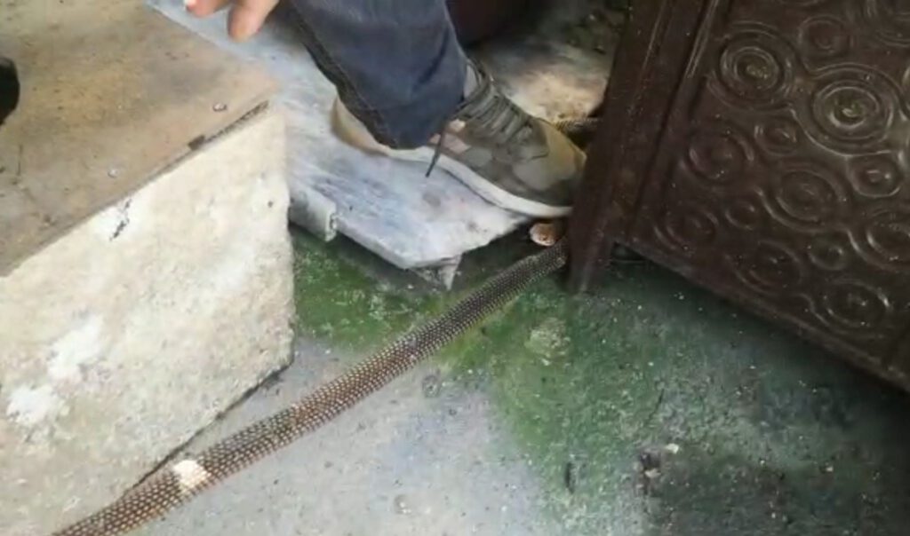 Bursa’da eve yılan girdi