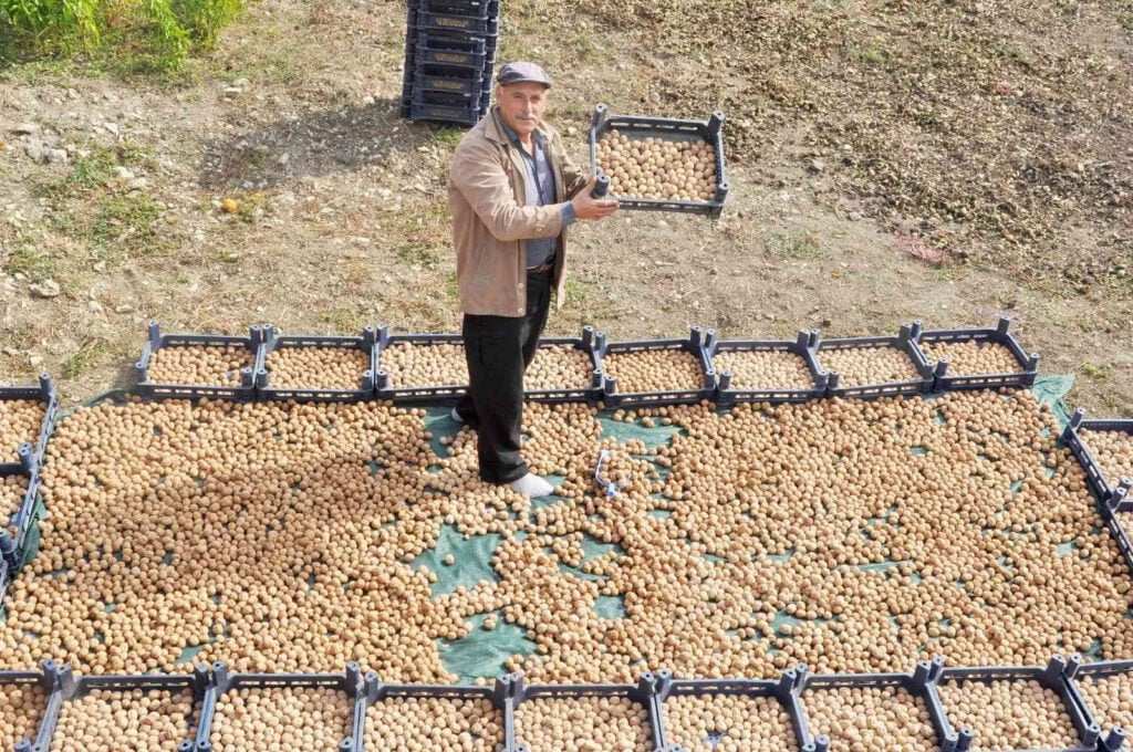 Ceviz üretimi ikiye katlandı