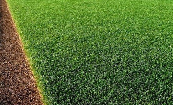 Çim tohumu alınacak