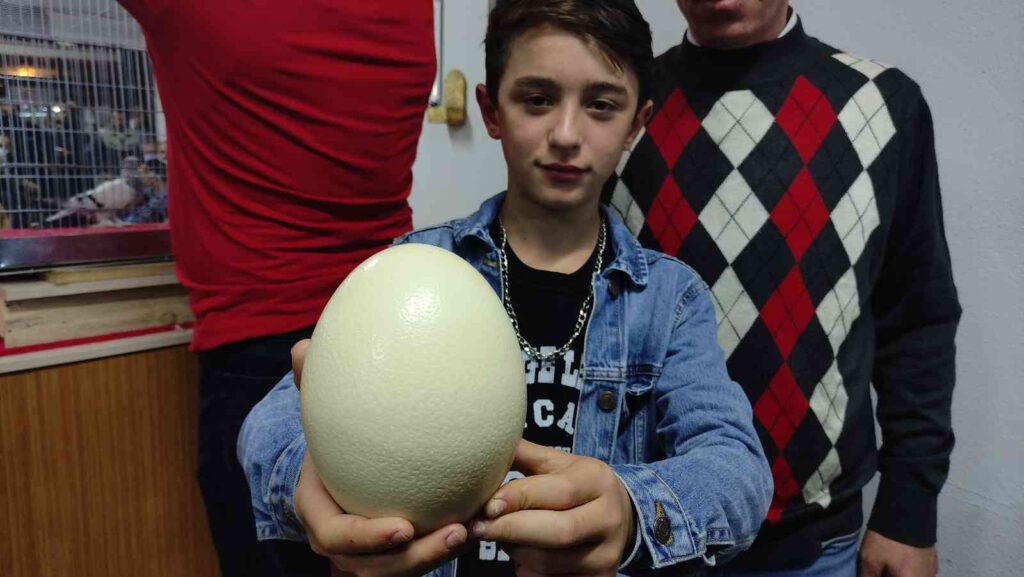 Deve kuşu yumurtası almak için yarıştılar