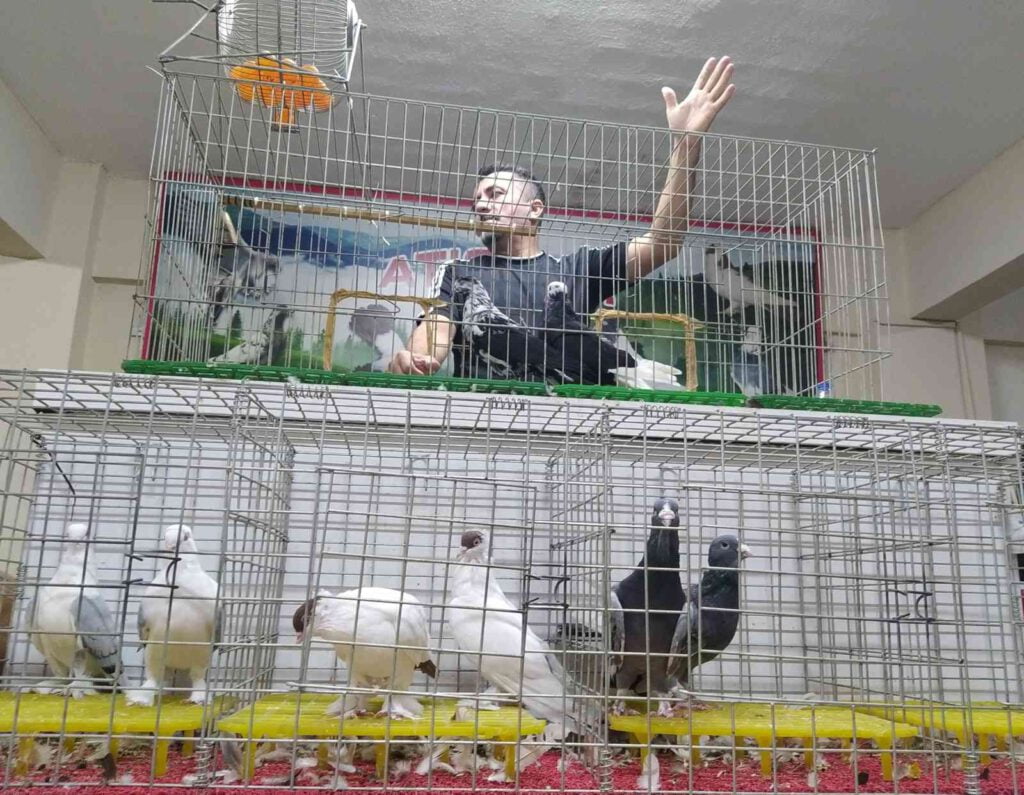 Güvercin mezadına akın ettiler