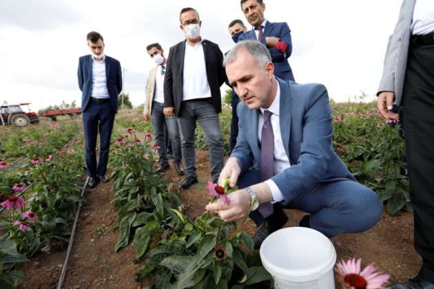 İnegöl’de ilk kez ekinezya hasadı yapıldı