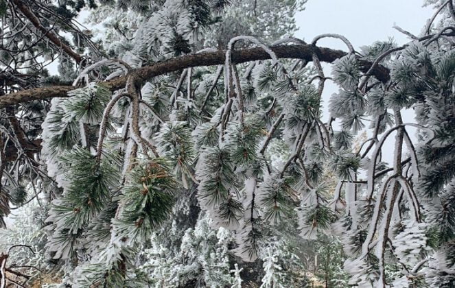 Kristal kar ağaçları beyaza bürüdü