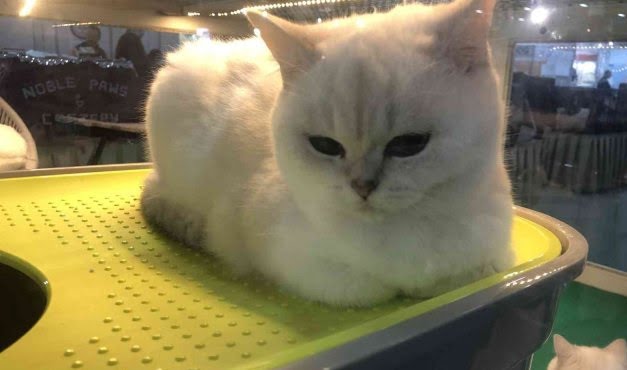 İstanbul’da Mutlu Kediler yarışması