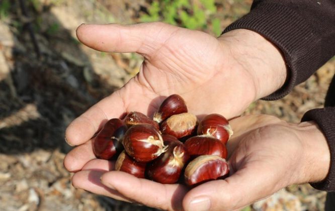 Kestanede rekolte yüzde 70 arttı