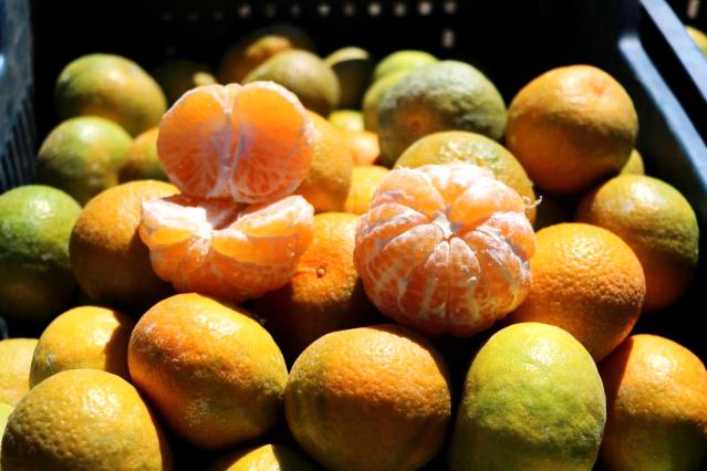 Mandalinanın fiyatı 1 liraya düştü