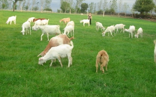 Mera tesisi yapılacaktır