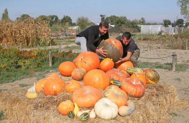 Kabakların görsel şöleni
