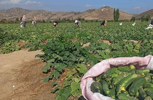 Salatalık üreticileri dertli