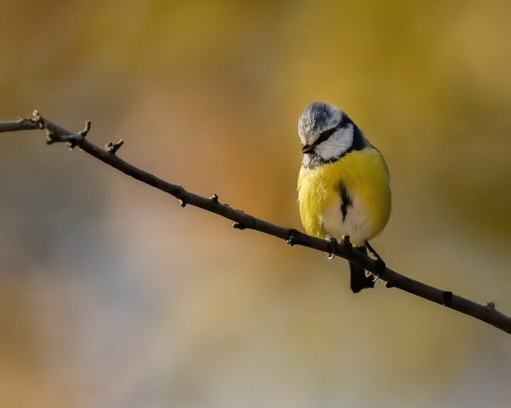 Türkiye’deki yaban hayata hayran kaldılar