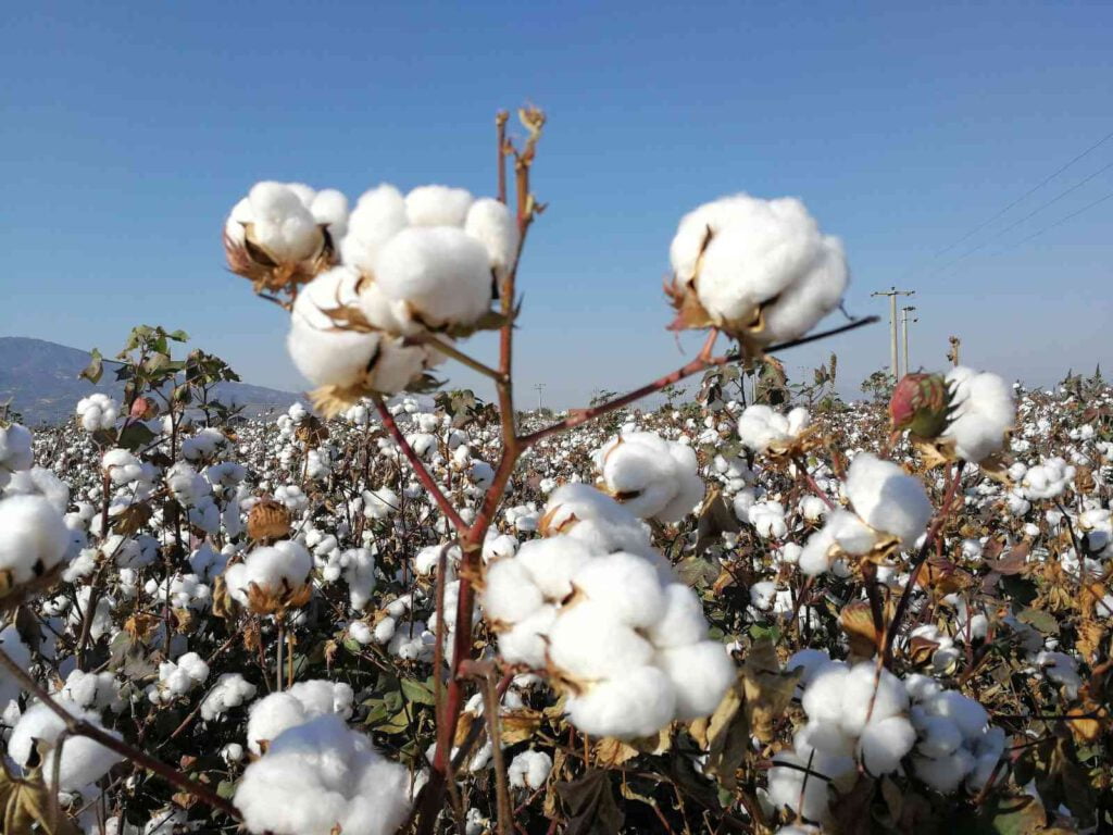 Türkiye’nin pamuk tohumu tescillendi