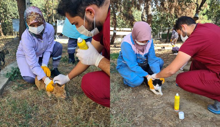 Villa kedileri ilaçlandı