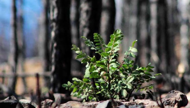 Tabiat ana küllerinden yeşeriyor