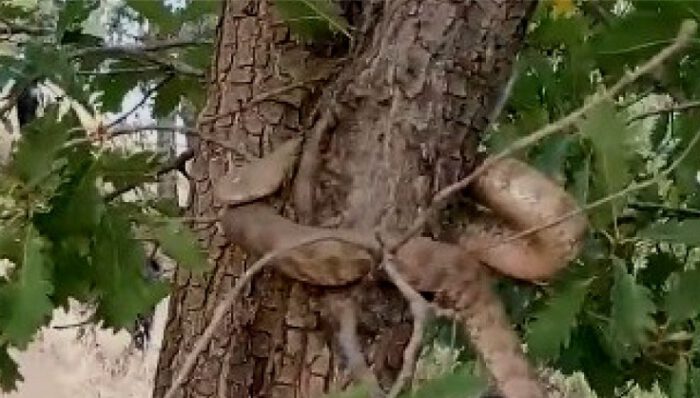 2 metrelik yılan paniği