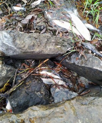 Balık ölümleri tedirgin ediyor