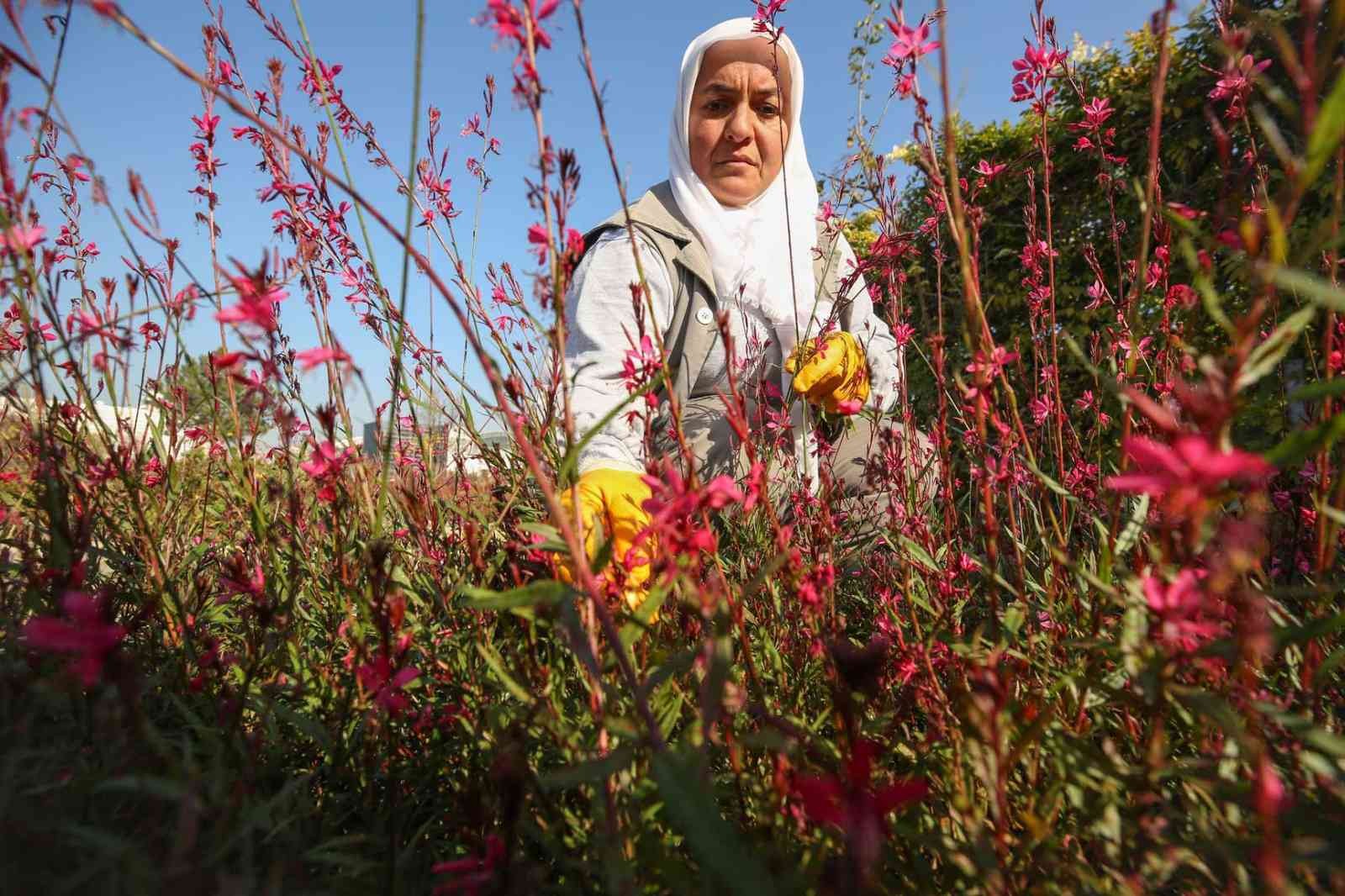 Bitkiler özenle yetiştiriliyor