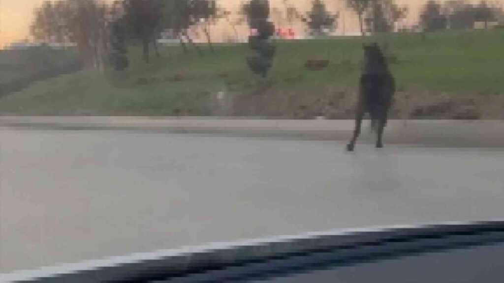 Bursa’da başıboş at tehlike saçtı