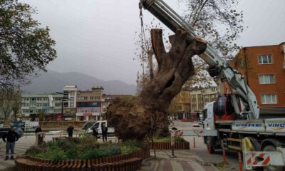 Lodos, 270 yıllık çınar ağacını devirdi
