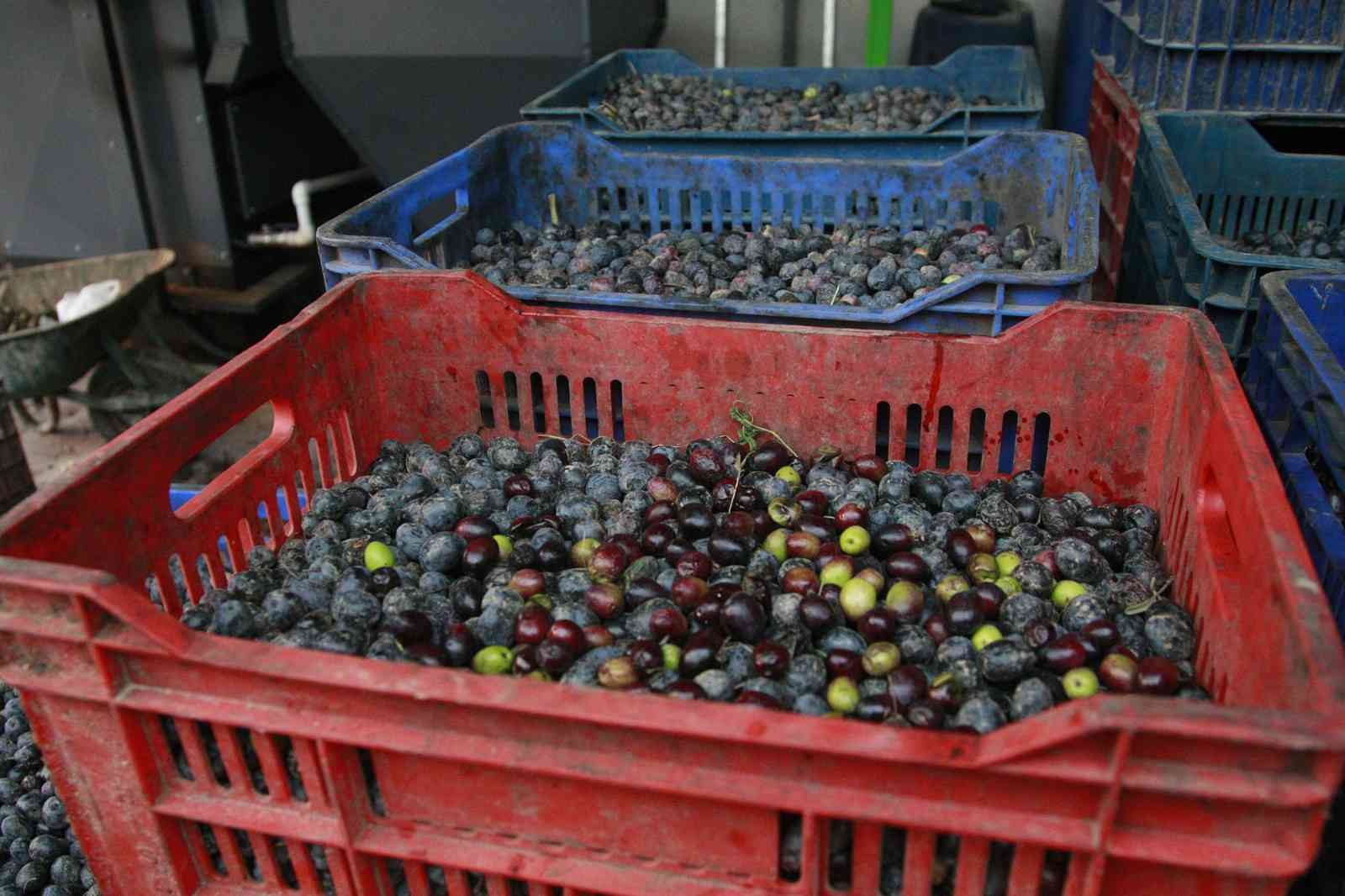 Bursa’da zeytinyağı mesaisi