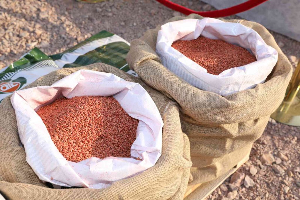 Büyükşehir’den çiftçiye tohum desteği