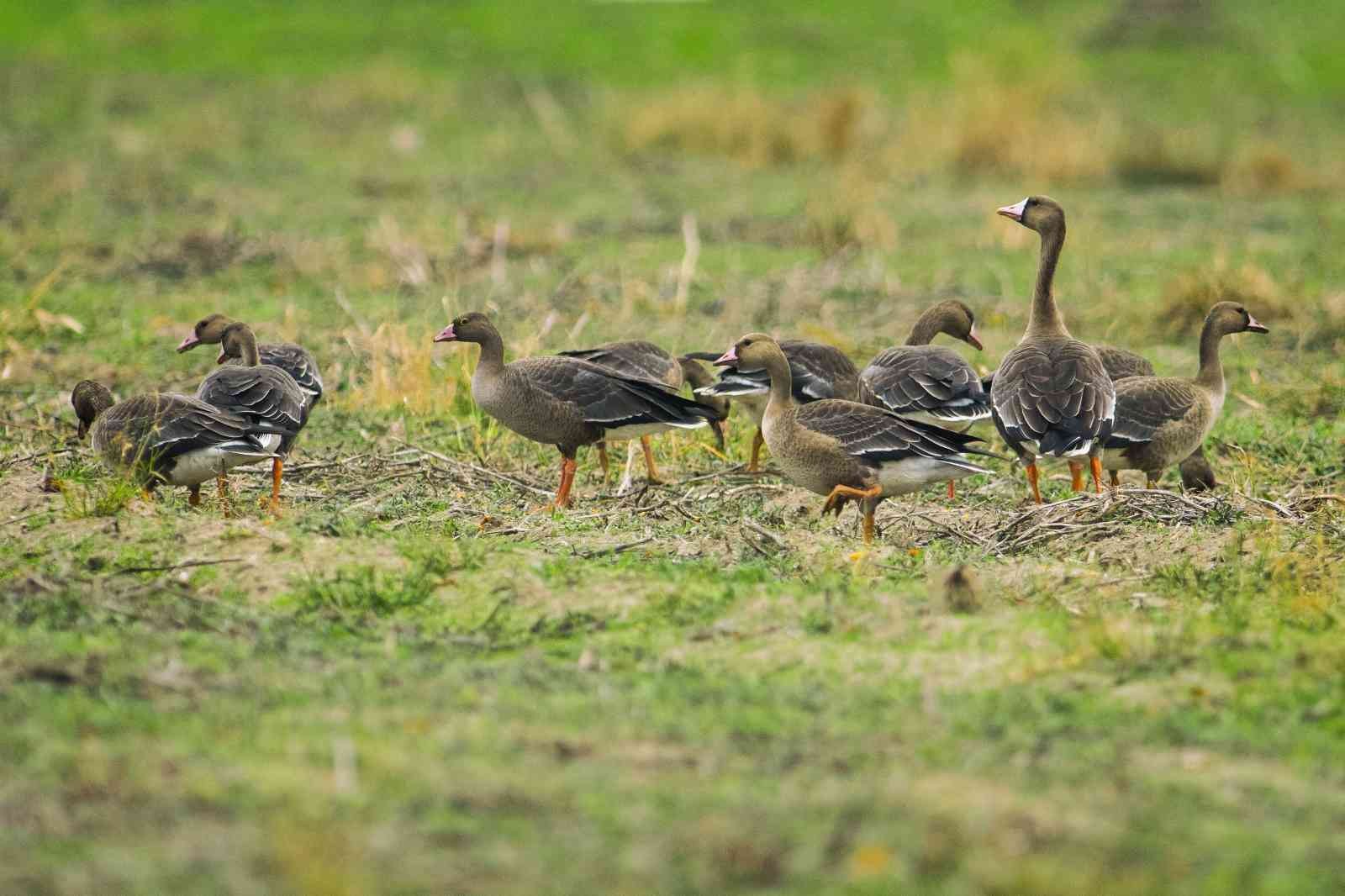 Dünyanın en nadir kuşları Bursa’da