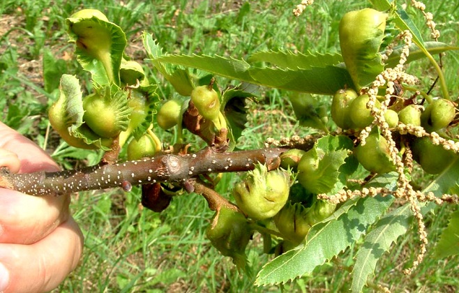 Gal arısı ile mücadele sonuç verdi